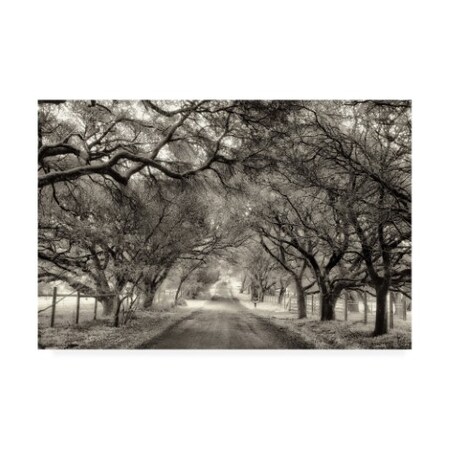 Trademark Fine Art Lucy Aron 'Canopy On Trees' Canvas Art